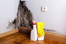 Best Mold Remediation for Rental Properties  in USA